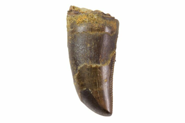 Small Theropod Tooth (Raptor) - Montana #82148